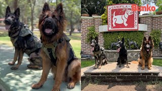 Nombran ¨Perro del año¨ a Arkadas y al Sargento Roko binomios caninos de la SEDENA [upl. by Reffotsirk]