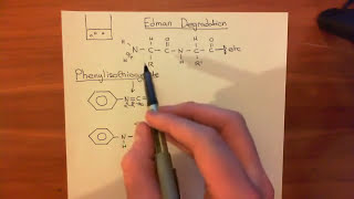 Protein sequencing  Edman Degradation Part 1 [upl. by Rector]