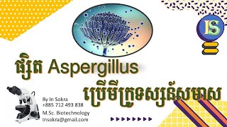 áž•áŸ’ážŸáž·ážáž•áŸ’áž¢áž¼ážš Aspergillus áž”áŸ’ážšáž¾áž˜áž¸áž€áŸ’ážšáž¼áž‘ážŸáŸ’ážŸážŸáž˜áž¶ážŸ  Aspergillus by Compound Microscope [upl. by Itnavart445]