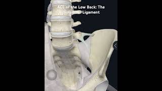 ACL of lower back The Iliolumbar ligament anatomy lowbackpain ligament learn knowledge shorts [upl. by Honig]