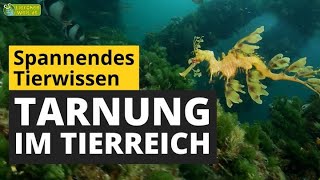 Wie tarnen sich Tiere Mimikry im Tierreich  TierDoku für Kinder [upl. by Rapsag]