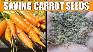 How To Save And Store Carrot Seeds [upl. by Dowlen147]