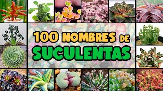 100 PLANTAS SUCULENTAS y su NOMBRE CIENTÍFICO [upl. by German]