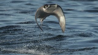 INCREDIBLE FLYING RAYS [upl. by Gail]