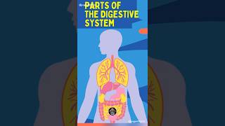 Human Digestive System human digestivesystem animation video [upl. by Elset]