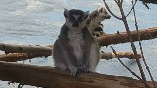 RingTailed Lemurs Monitor Ground From High Point [upl. by Hyman]