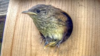 Cute Baby Wrens Leave The Nest Box [upl. by Attwood50]