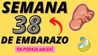 38ª Semana de gestação [upl. by Alleuqahs797]