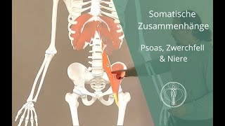 M Iliopsoas Niere amp Zwerchfell amp somatische Zusammenhänge [upl. by Cesar]