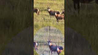 Blesbuck hunting in South Africa slowmo blesbuck [upl. by Peedus]