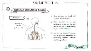 SPECIALISED CELLS Edexcel 91 GCSE Biology Topic 1 Key Concepts in Biology [upl. by Ware408]