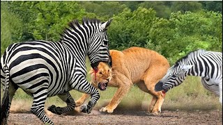 Lion attack Zebra [upl. by Aneram454]