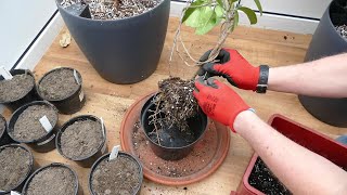 Transplanting My Madagascar Jasmine And Pruning My Frangipani [upl. by Nwahsud158]