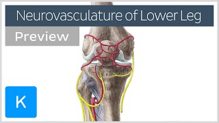 Neurovasculature of the leg and knee region preview  Human Anatomy  Kenhub [upl. by Naziaf]