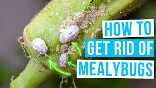 How to GET RID OF MEALYBUGS  home remedies and plant treatment [upl. by Amathiste644]