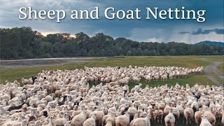 Goat and Sheep Fencing  Netting  Gallagher  Containment [upl. by Esekram]