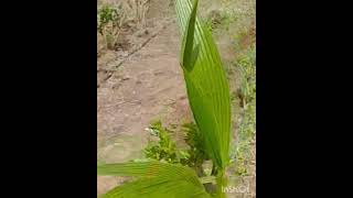 126 17 gunte coconut tree ampmalberi plants village near rate gunte 250laks Bangalore 70 km [upl. by Recor418]