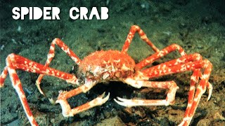 spider crabs Maja squinado london aquarium [upl. by Ymme401]