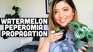 WATERMELON PEPEROMIA PROPAGATION  WATERMELON PEPEROMIA CARE [upl. by Oine160]