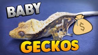 Why You Should Only Buy Baby Crested Geckos 1 Year Gecko Progression [upl. by Williamson798]