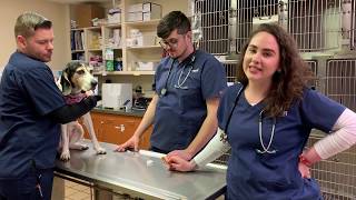 Heartworm Tests Demystified [upl. by Nevet]