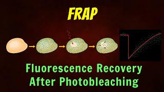 Fluorescence Recovery After Photobleaching FRAP Animation [upl. by Lowrie380]