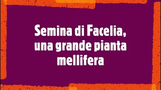 Semina di Facelia e considerazioni su altre piante [upl. by Ahteres]