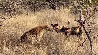 Hyena tries to steal kill from a pack of wild dogs [upl. by Ahtaela]