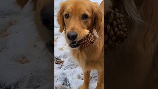 Are you ready for winter again shorts goldenretriever firewood dog cabinlife winter [upl. by Bower]