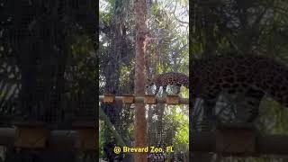 Brevard Zoo FL [upl. by Annayrb172]