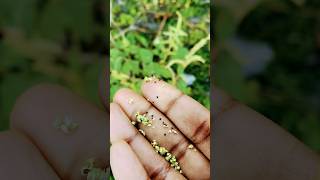 How to harvest amaranth or callaloo seeds florida gardeningtips greens jamaicanfood amaranth [upl. by Dinny]