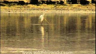 Large Egret standing in a river looking for food [upl. by Tadashi135]