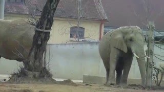 Augsburg Zoological and Botanical GardenSumatra Tiger JacquesLionsAfrican and Asian Elephants [upl. by Ljoka]