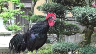 japanese rooster crowing continuously for 20 seconds [upl. by Parker]