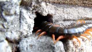 Кольчатая сколопендра Scolopendra cingulata L [upl. by Ambrosane267]