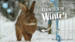 Kaninchen im WINTER 🐰❄  BEDÜRFNISSE  Was tun bei Kälte  Kaninchenstar [upl. by Tillion818]