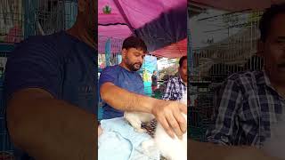 Galiff Street Pet Market KolkataQuality Dog Puppy at Cheap Price 30th June  shorts shortsfeeds [upl. by Llecram]