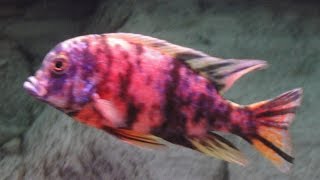 Cyrtocara Moori OB African Cichlid Malawi [upl. by Dnallor175]