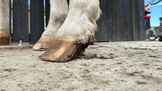 Horse is Missing A QUARTER of his HOOF [upl. by Gewirtz]