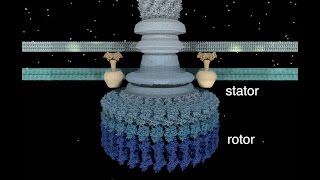 The Bacterial Flagellar Motor [upl. by Olsson]