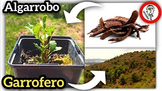 ​Cultivar Árbol de ALGARROBO o GARROFERO Desde Semilla Germinación y Desarrollo by mixim89 [upl. by Annodahs]