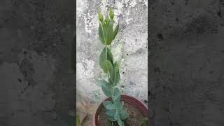 6 month wait then flowering lisianthus plant [upl. by Alphonsa529]