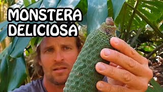 Increíble Fruto de la Monstera Deliciosa [upl. by Angelle]