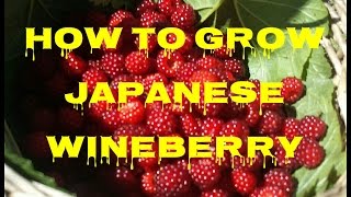 How To Grow Japanese Wineberry The Movie [upl. by Slavin]