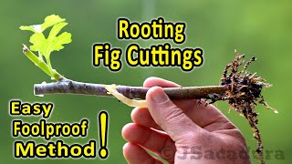 Rooting Fig Cuttings  A foolproof rooting method  Check the new No Shock transplant method [upl. by Anigger]