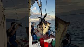 Giant Sea Monsters Caught by Fishermen 🐙🎣GiantSeaCreatures FishingDiscoveries OceanMysteries [upl. by Notsgnik]