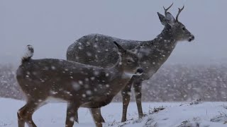 Whitetails and WINTER Weather Survival Strategies [upl. by Aneladgam]