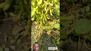 soybean booster 9305 farmingautomobile agriculture facts plants agricultre [upl. by Dat]