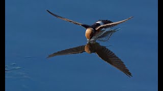 Fairy Martin Drinking [upl. by Iy]