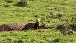 Rabbit hunting with ferrets  Shooting rabbits in Scotland  Ultimate Hunting [upl. by Hnirt585]